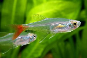 Bloodfin Tetra 3 - Kankuyruk Tetra
