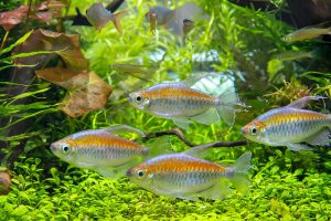 Congo Tetra2 1 - Kongo Tetra