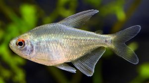 Diamond Tetra1 1 - Elmas Tetra