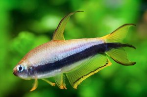 Emperor Tetra 1 - İmparator tetra