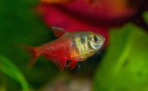 Flame Tetra1 1 - Rio Kırmızı Tetrası