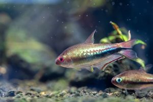 Rainbow Tetra1 2 - Gökkuşağı Tetra (Nematobrycon lacortei)