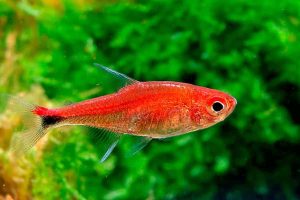 Ruby Tetra 1 - Yakut Tetra