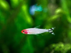 Rummy Nose Tetra 1 - Kırmızı Burun Tetra