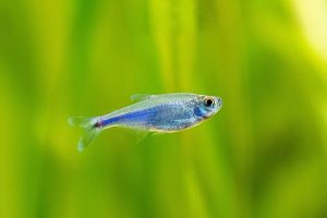 Blue tetra 1 - Cochu Mavi Tetra bakım rehberi