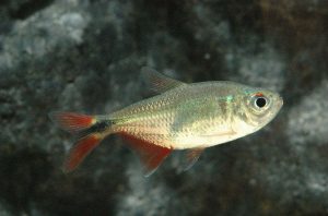 Buenos Aires Tetra3 1 - Buenos Aires Tetra