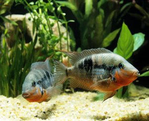 Firemouth cichlid - Ateş Ağız Ciklet