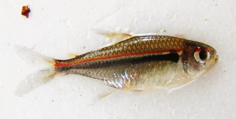 Flag Tetra - Bayraklı Neon Tetra