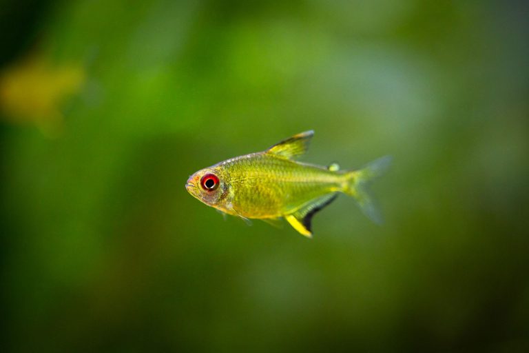 Head And Tail Light Tetra 1 - Işıklı Tetra