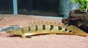 bichir1 1 - Senegal Bişiri