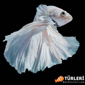 Beyaz beta - White betta fish