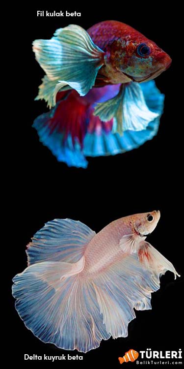 Delta kuyruk ve Fil kulak beta baligi-Deltatail and Bumbo betta fish