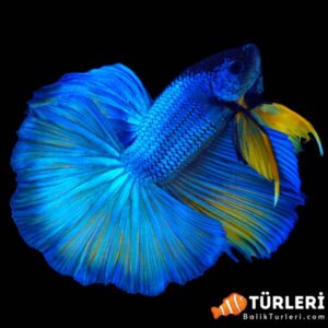 Mavi beta - Blue betta fish