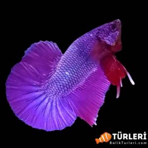 Mor beta baligi - Purple betta fish