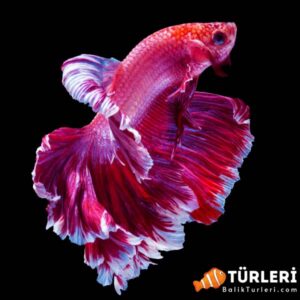 Pembe beta baliklari - Pink betta fish