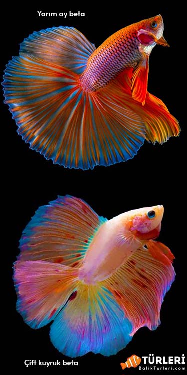 Yarım ay ve Cift kuyruk beta baligi-Halfmoon and Doubletail betta fish