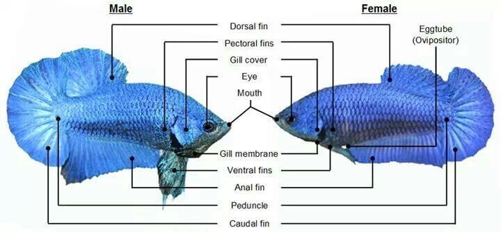 Beta balığı cinsiyet ayrımı nasıl yapılır? Dişi ve erkek farkları nelerdir?