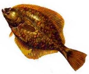 Dere pisisi Platichthys flesus - Tatlı Su Balıkları: Türkiye'de Bulunan 50 Balık ve Resimleri - 2023