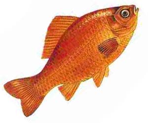 Kırmızı havuz balığı özellikleri