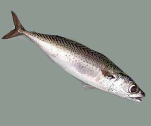 Kolyoz balığı özellikleri