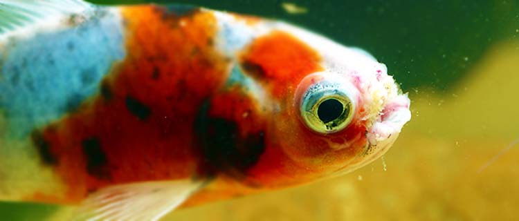 japon balıklarında mantar hastalığı tedavisi