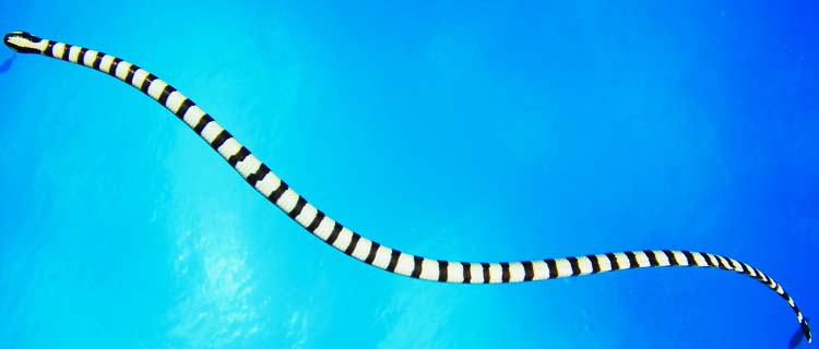 Deniz yılanı zehirli mi? Denizde yılan olur mu? En zehirli yılan türü hangisi