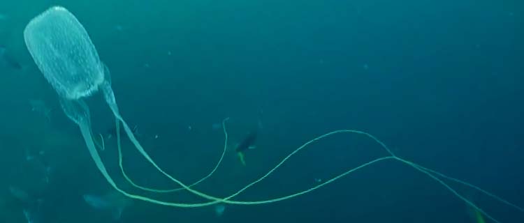 Kutu denizanası sokması, Kutu deniz anası kaç tane iğnesi var? Kutu denizanasi zehiri