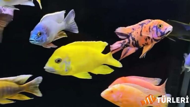 Ciklet Balığı: En Popüler 8 Ciklet Türü ve Resimleri 2023