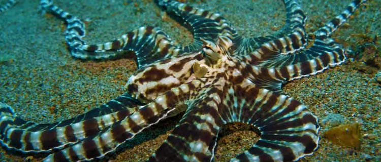 Mimik ahtapot mimic octopus - Taklitçi Ahtapot - 2023 - Taklit Yeteneği İle Görenleri Şaşırtıyor