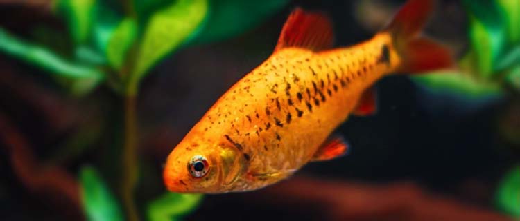 Altın barb balığı (Gold barb) - Küçük ve parlak renkli balıklar