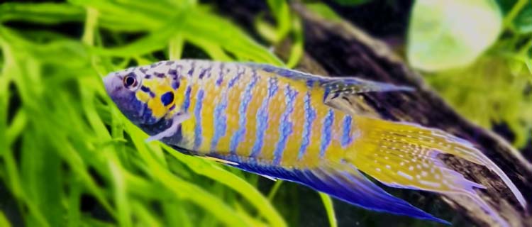 Sarı-mavi renk cennet balığı
