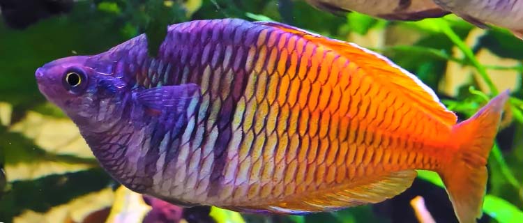 En renkli küçük akvaryum balıkları: Gökkuşağı Balığı