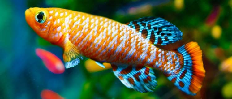 Renkli ve küçük balıklar: Killifish balığı