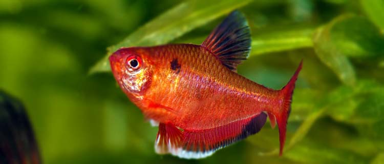 Renkli ve küçük tetra balığı türleri: Mücevher tetra