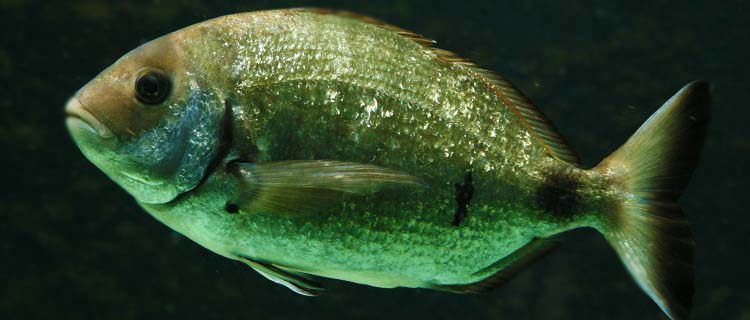 Ege balıklarından Çitari balığı (salema porgy)