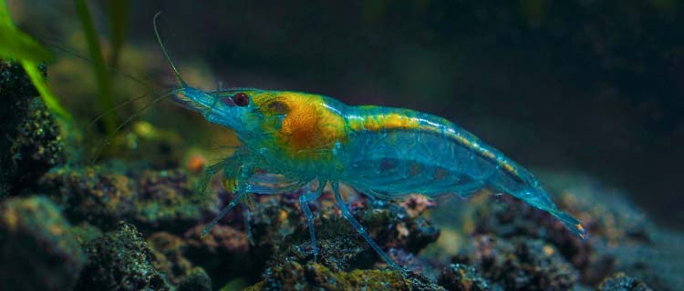 Mavi karides türleri - Mavi inci karides (Blue pearl shrimp)