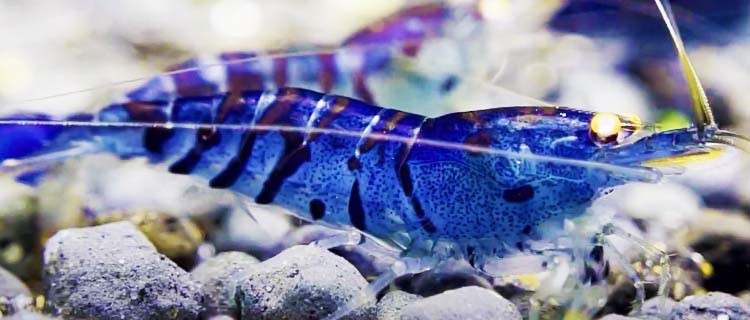 Mavi karides türleri, Mavi kaplan karides (Blue tiger shrimp)