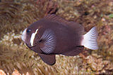 Amphiprion mccullochi - Palyaço balığı türleri