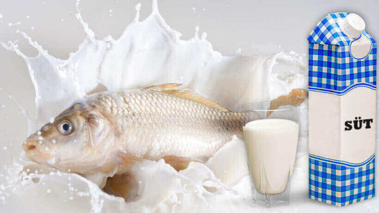 Balık Yedikten Sonra Süt Içilir Mi?