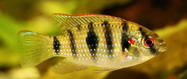 Afrika kelebeği - Ciklet balığı hangi balıklarla yaşar