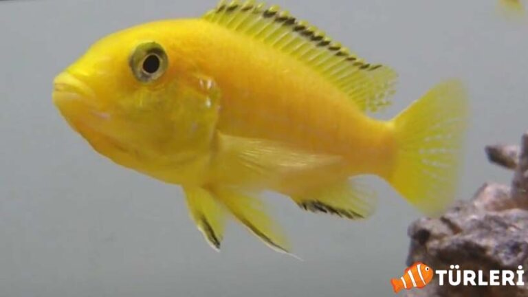 Sarı Prenses Balığı Bakım Rehberi