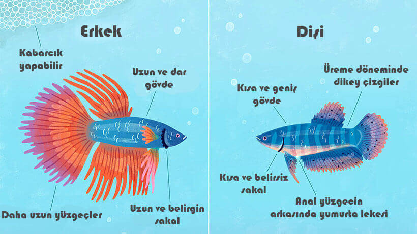 Beta balığı erkek ve dişi ayrımı