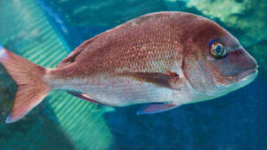 Fangri mercan balığı özellikleri, avı ve fangri nasıl pişirilir
