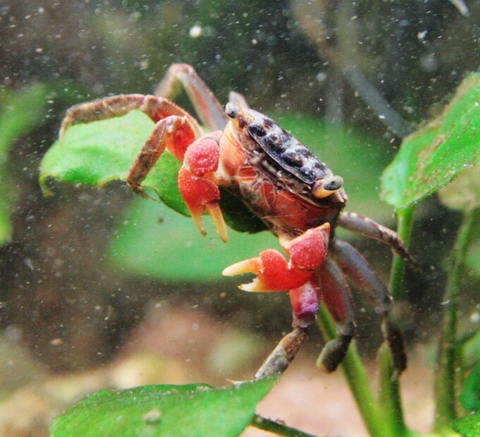 Red Claw Crab1 - Kırmızı Kıskaçlı Yengeç