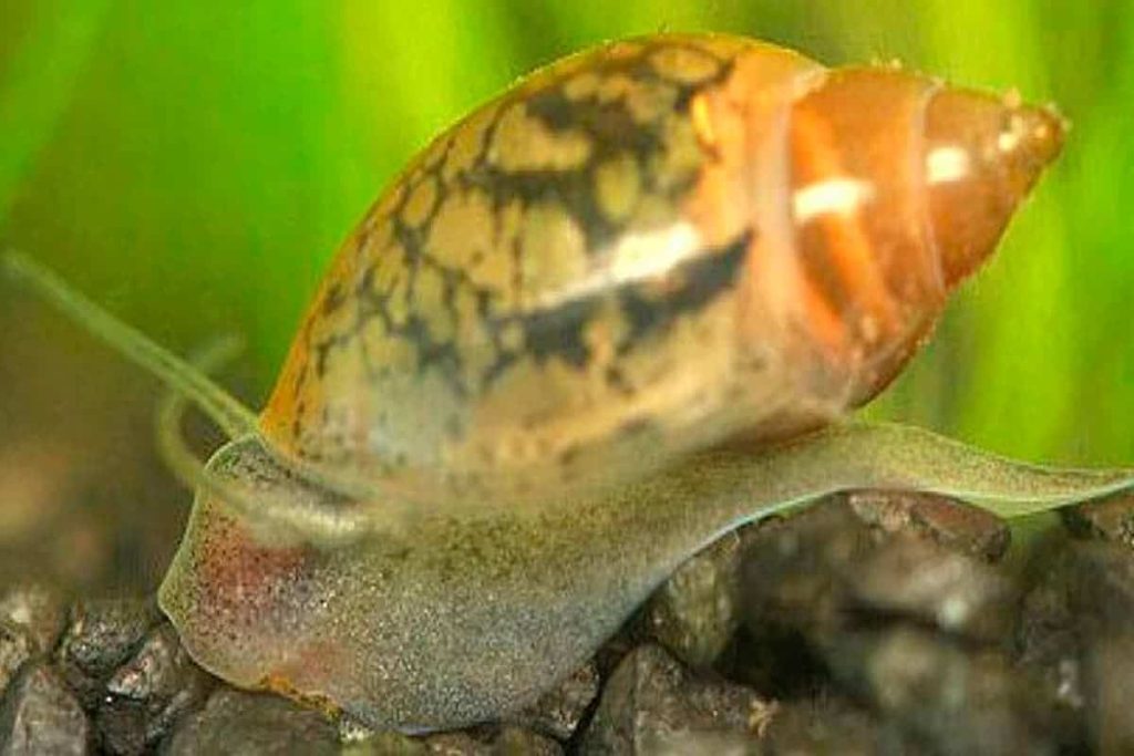 bladder Snail 1 - Bladder Salyangozu