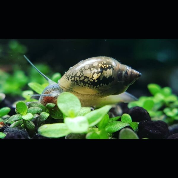 bladder Snail1 1 - Bladder Salyangozu